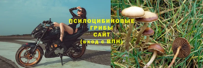 Псилоцибиновые грибы Cubensis  как найти   Улан-Удэ 